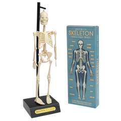 Anatomical Skeleton Educational Model